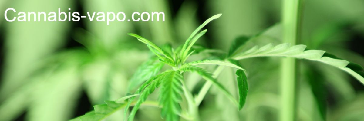 cannabis-vapo.com